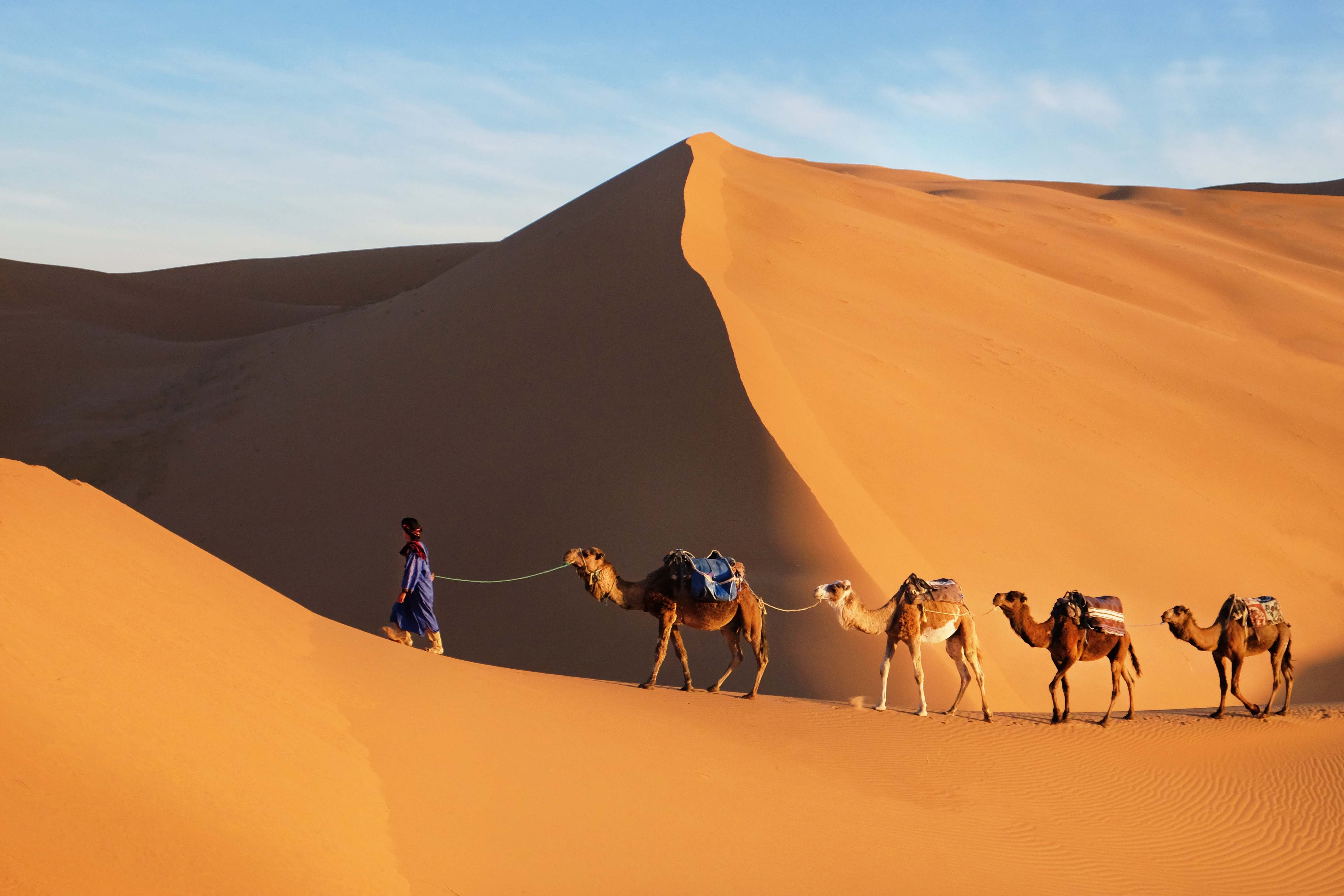 A guide leading a camel caravan over golden Sahara dunes at sunset in Morocco